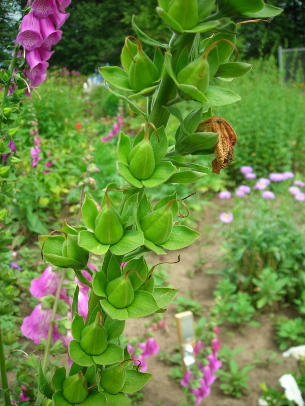 Image of Digitalis purpurea specimen.