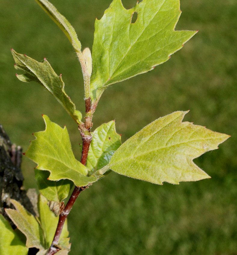 Изображение особи Platanus occidentalis.