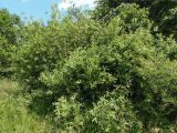 Salix cinerea. Взрослое растение. Украина, Львовская обл., Дрогобычский р-н, г. Трускавец, дамба возле пруда Слоница. 07.06.2014.