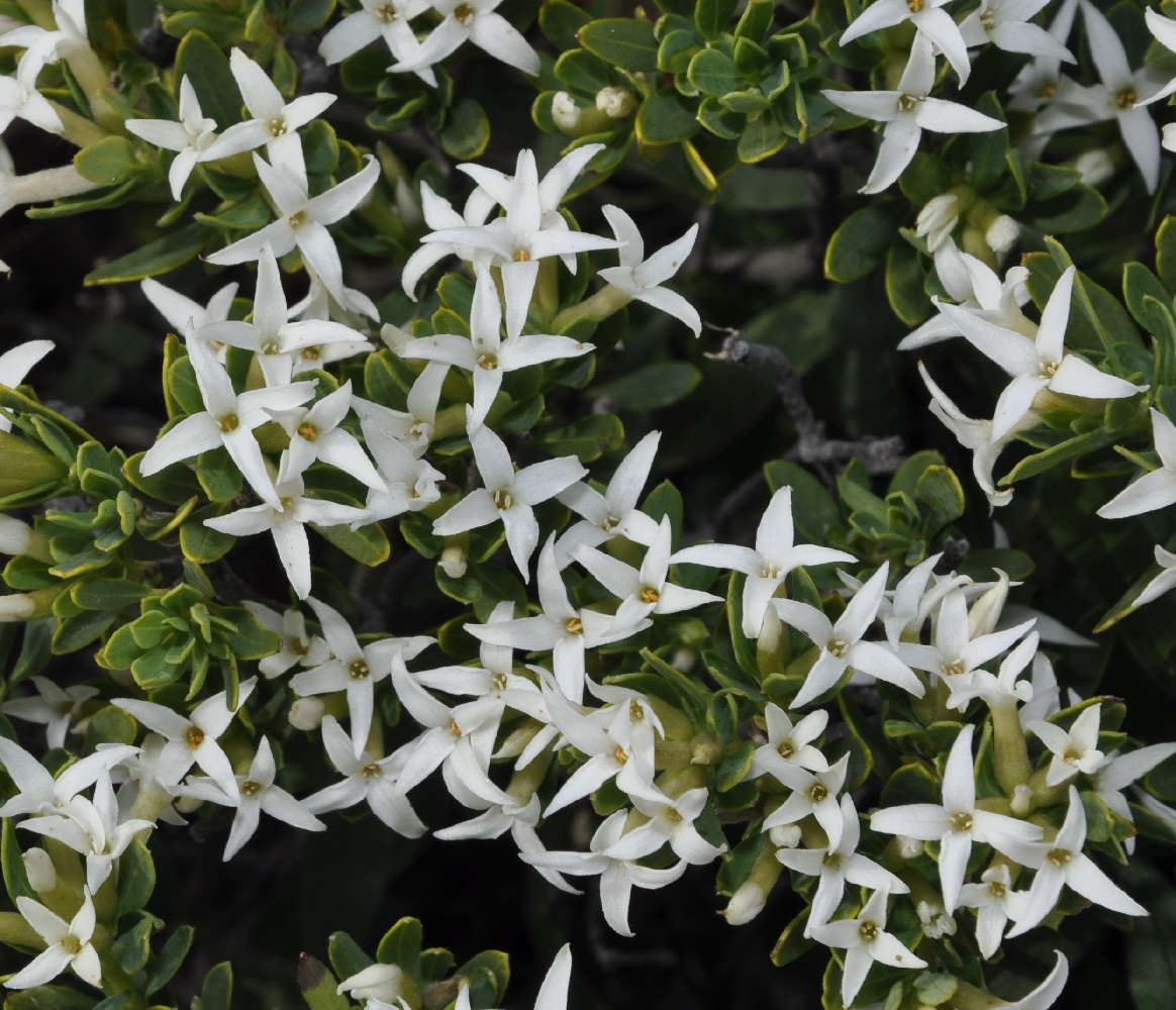 Image of Daphne oleoides specimen.