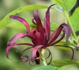 Calycanthus occidentalis. Цветок. Германия, г. Дюссельдорф, Ботанический сад университета. 02.06.2014.