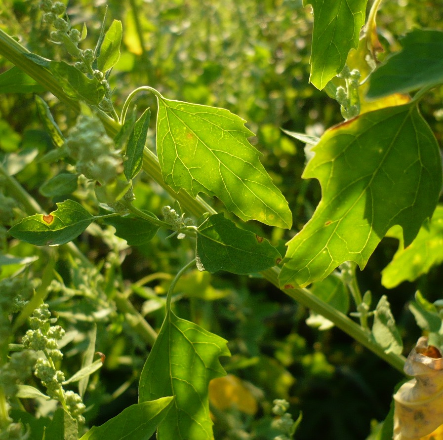 Изображение особи Chenopodium album.