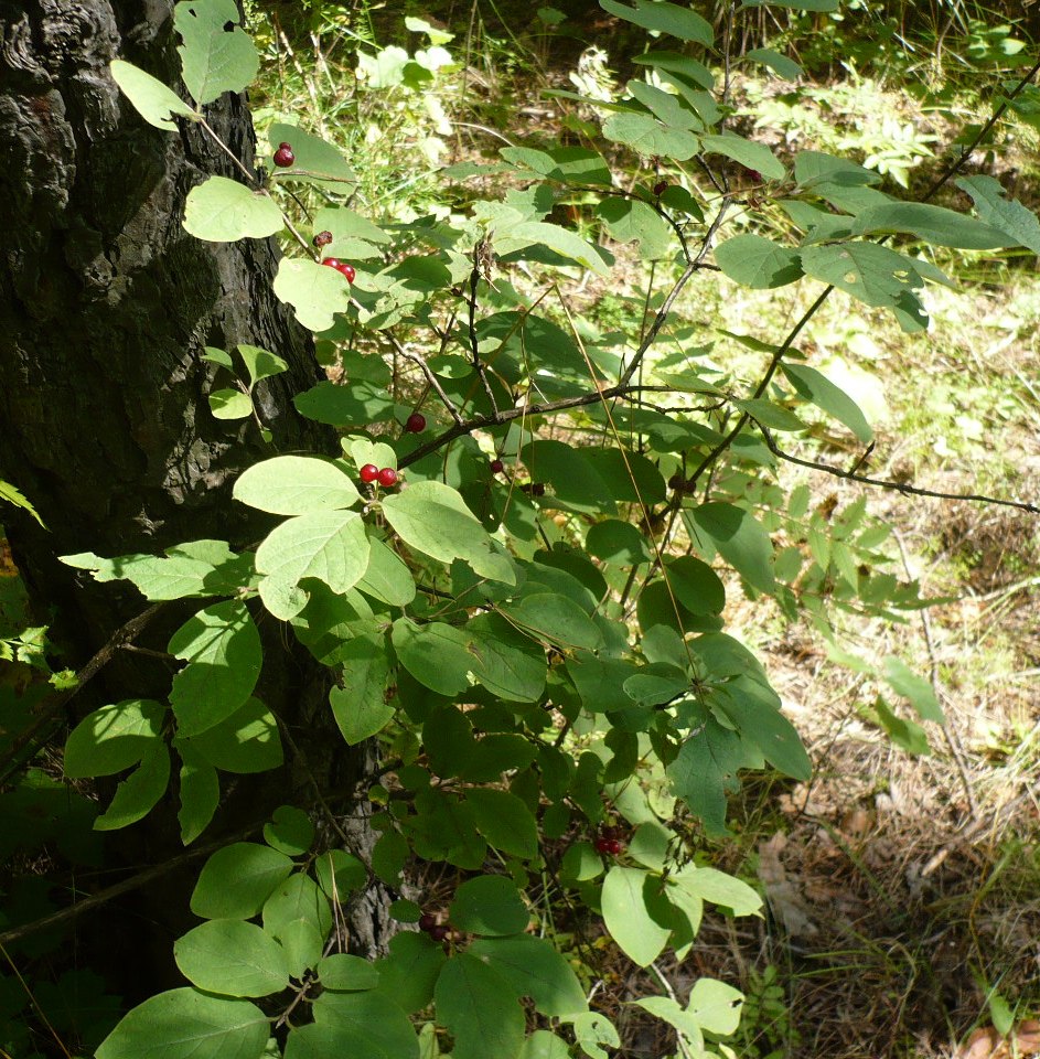 Изображение особи Lonicera xylosteum.