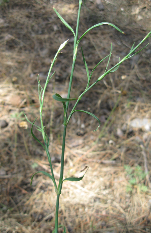 Image of Petrorhagia prolifera specimen.