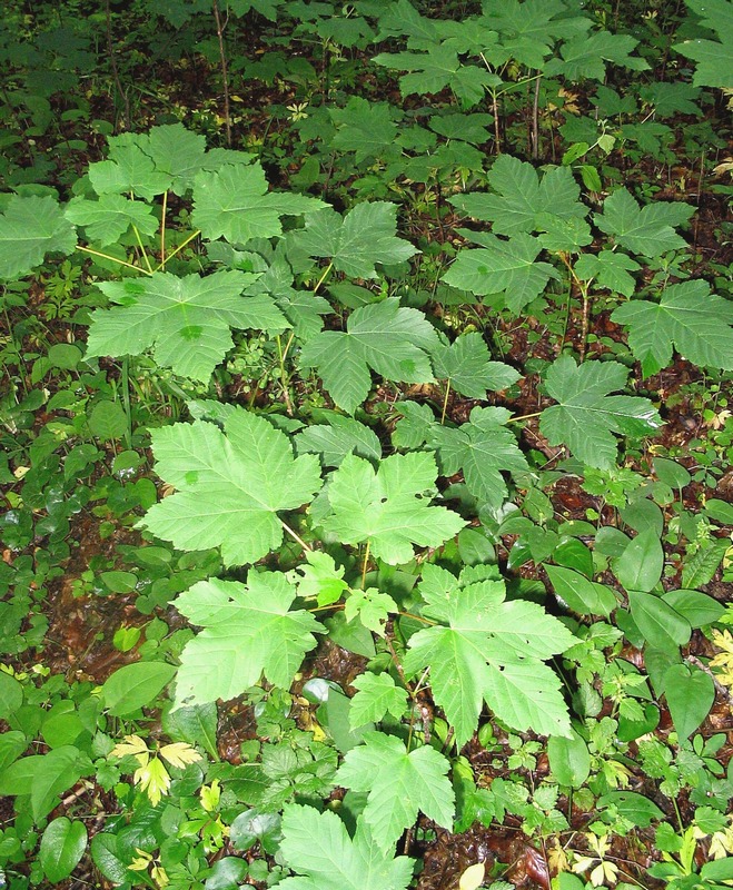 Image of Acer pseudoplatanus specimen.