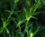 Silene foliosa