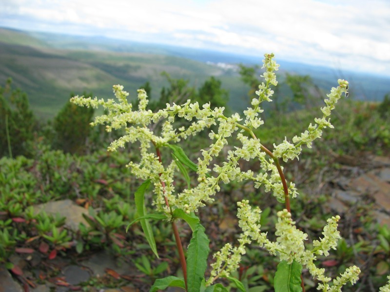 Изображение особи Aconogonon alpinum.