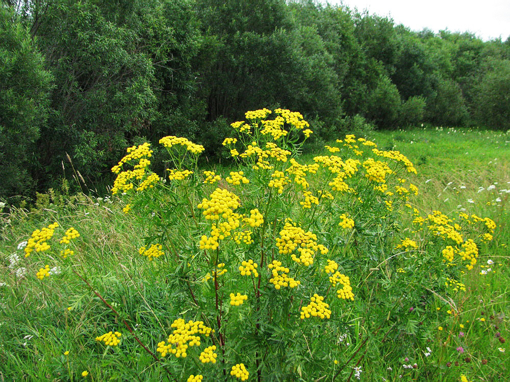 Image of Tanacetum vulgare specimen.