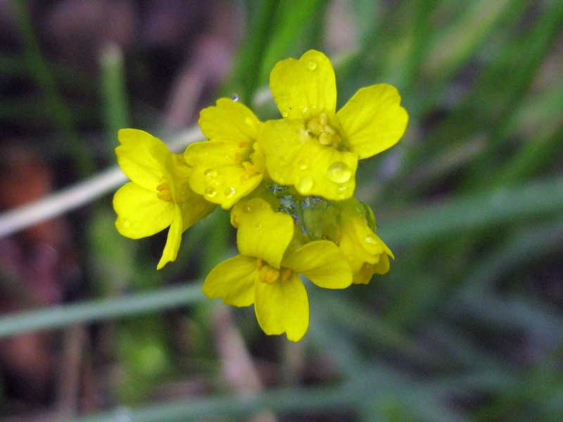 Image of Draba sibirica specimen.