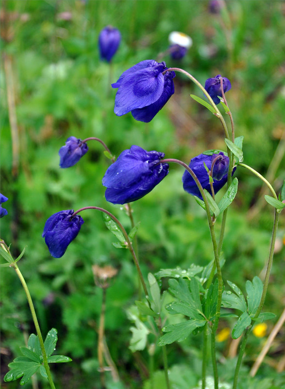 Изображение особи Aquilegia glandulosa.