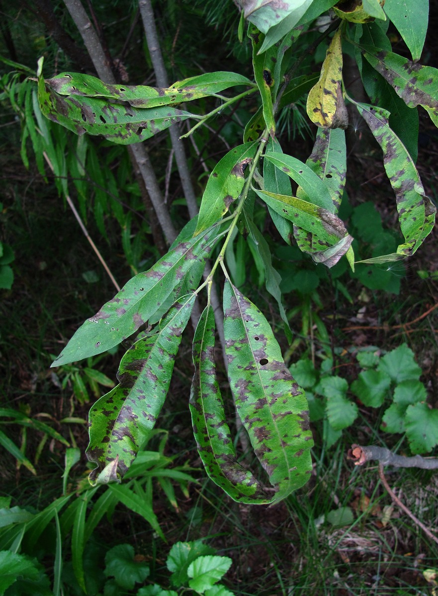 Image of Salix gmelinii specimen.