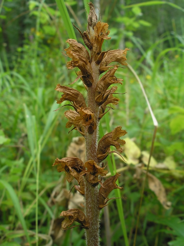 Image of Orobanche alsatica specimen.