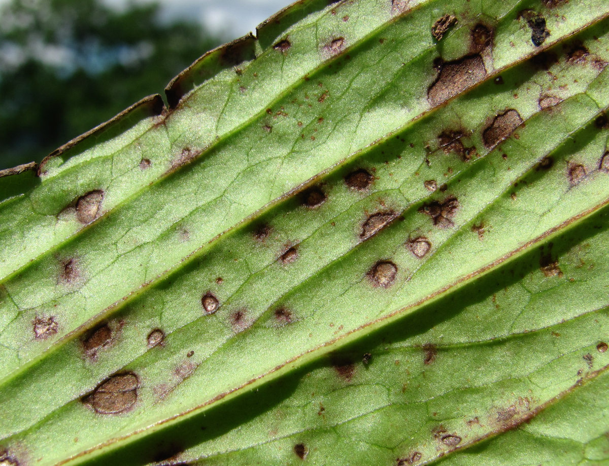 Image of Digitalis ferruginea specimen.