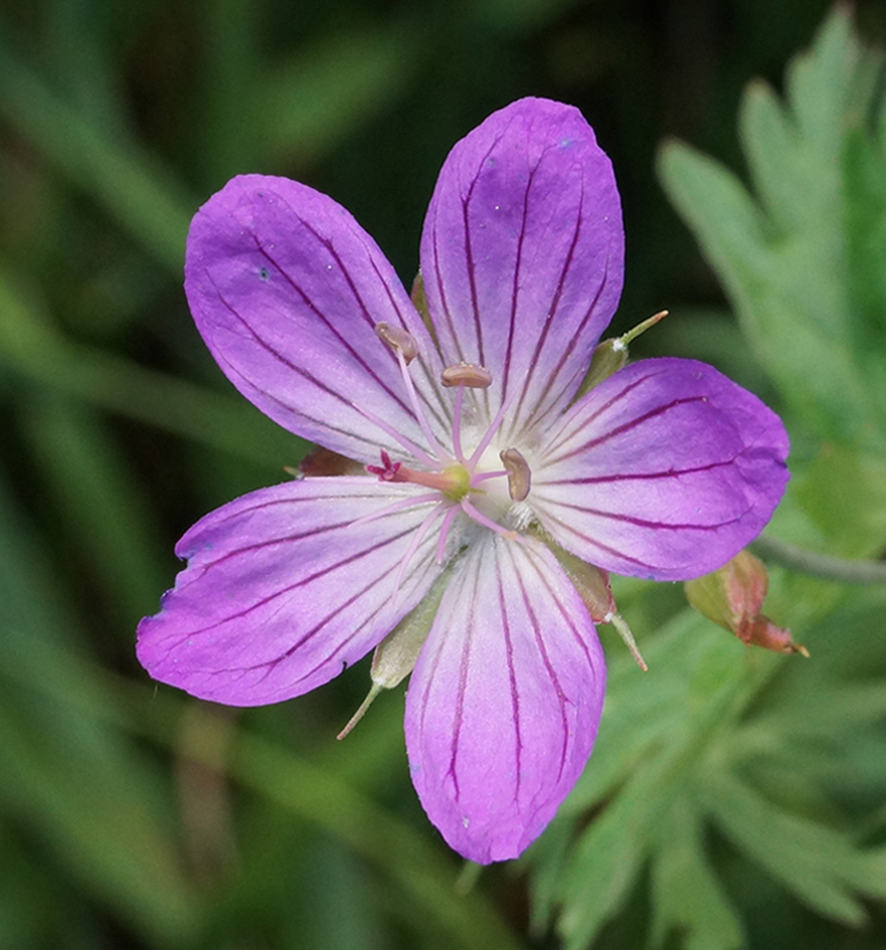 Image of Geranium collinum specimen.