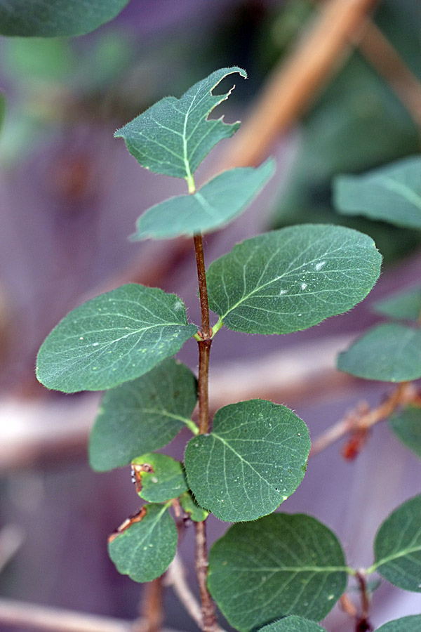 Image of Lonicera tianschanica specimen.