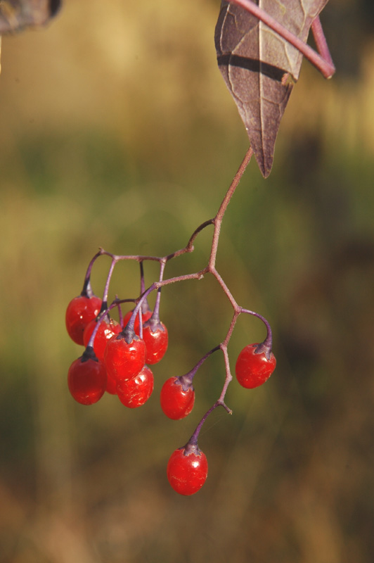 Image of Solanum dulcamara specimen.