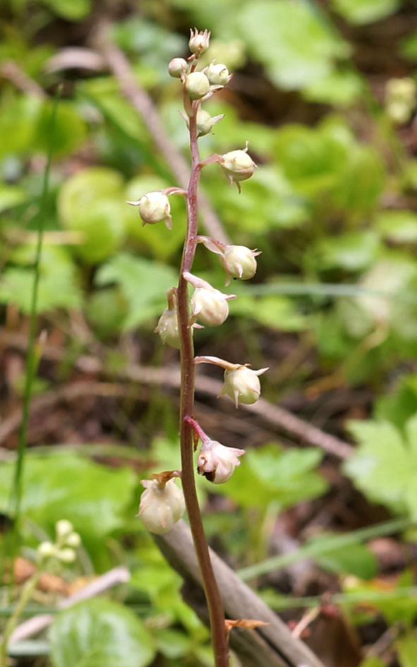 Image of Pyrola rotundifolia specimen.