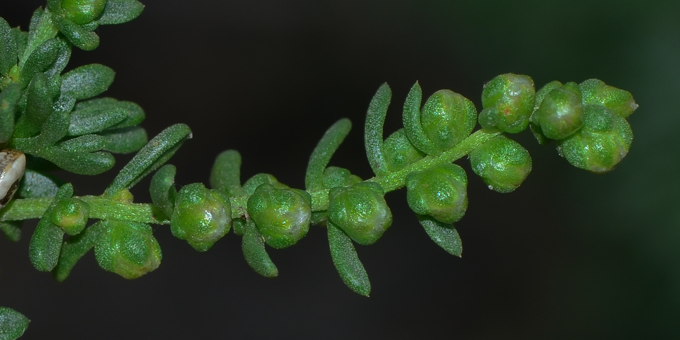 Изображение особи Artemisia monosperma.