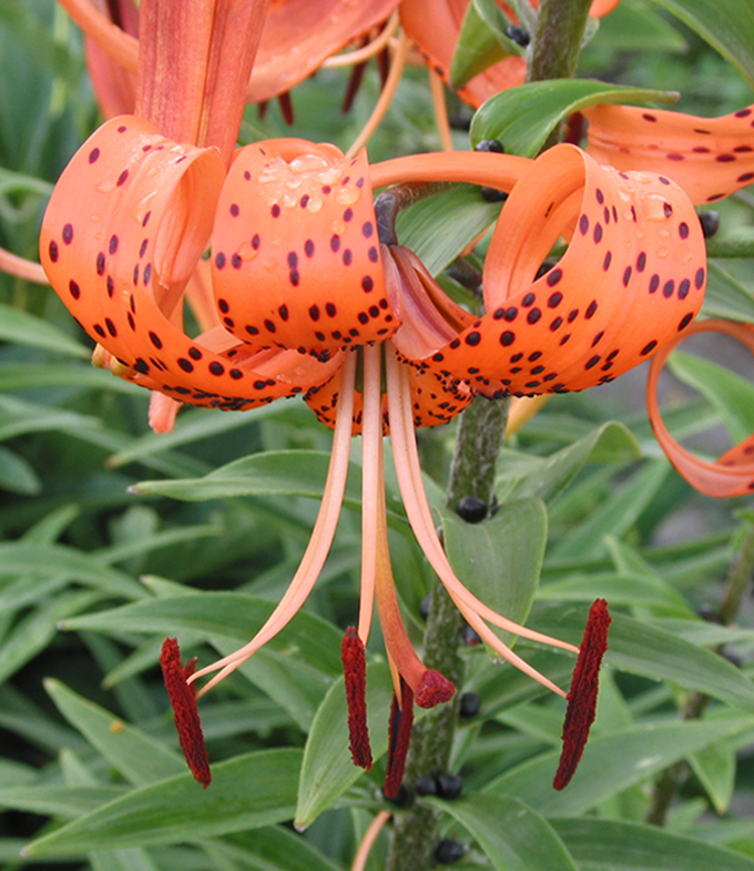 Image of Lilium lancifolium specimen.