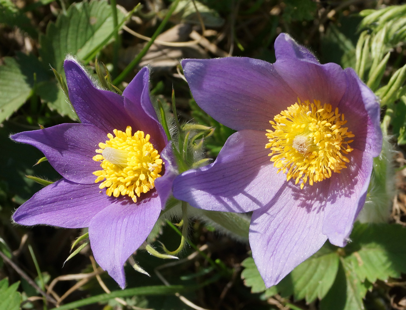 Изображение особи Pulsatilla multifida.