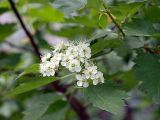 Crataegus sanguinea. Соцветие. Санкт-Петербург. 02.06.2009.