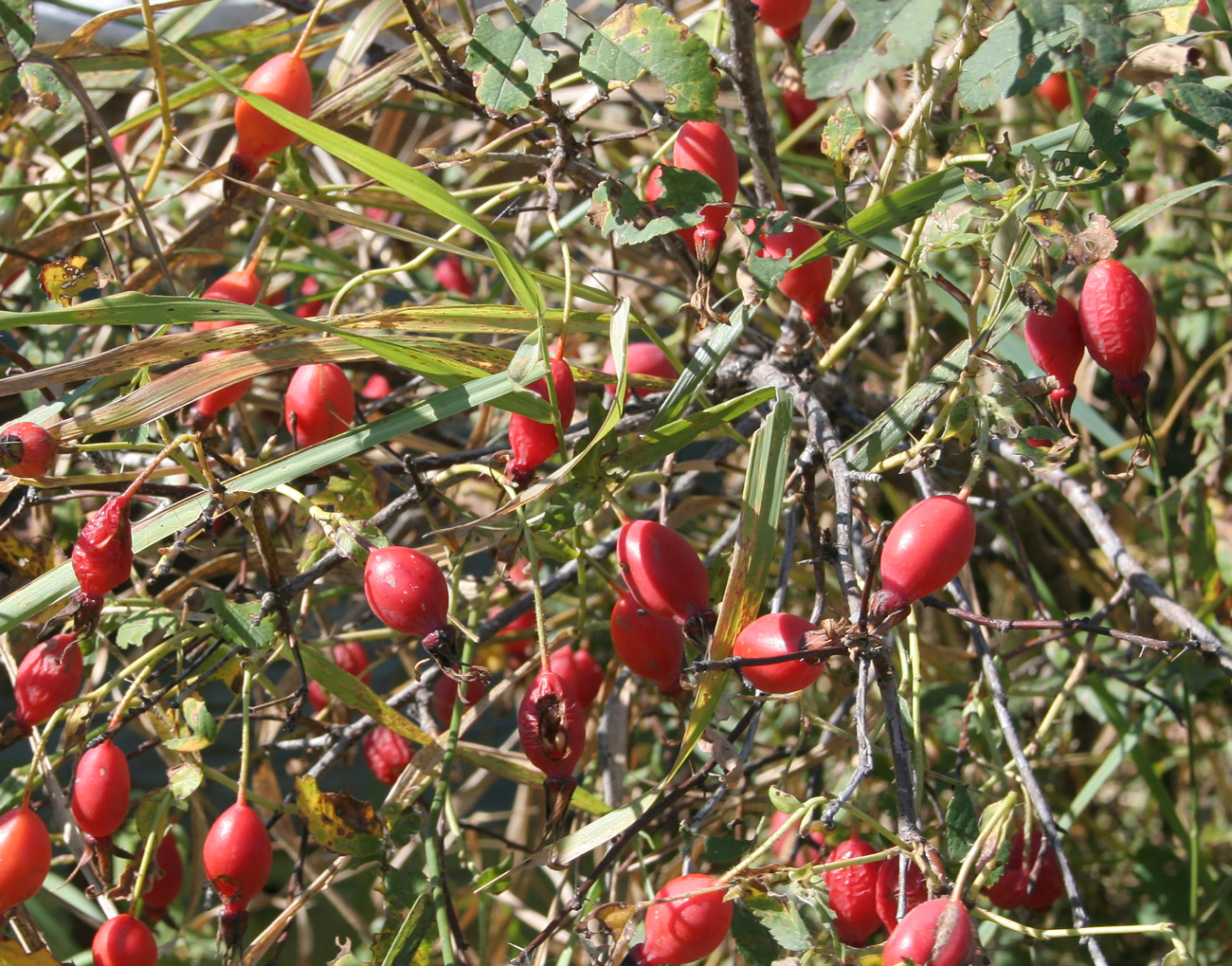 Image of Rosa acicularis specimen.