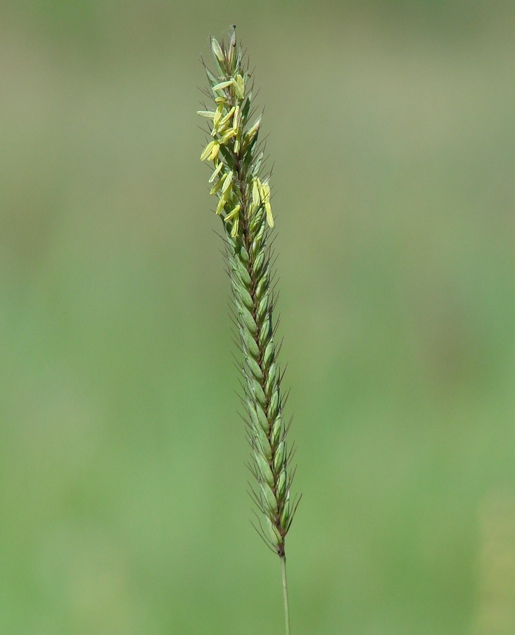 Image of Hordeum brevisubulatum specimen.