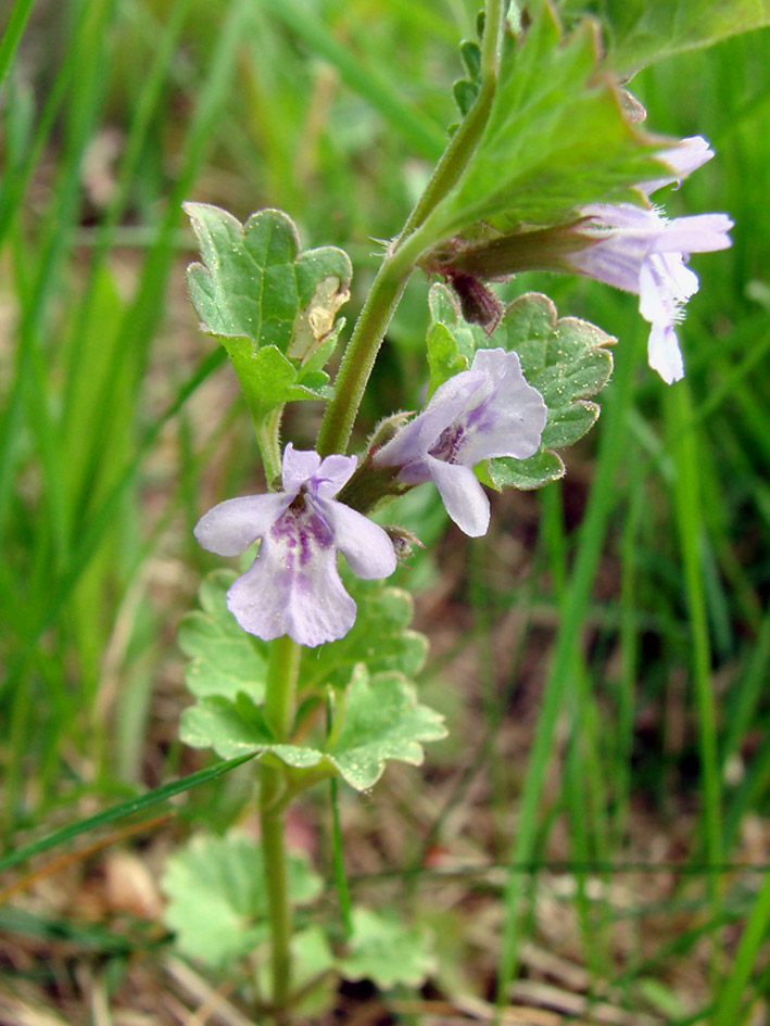 Image of Glechoma hederacea specimen.