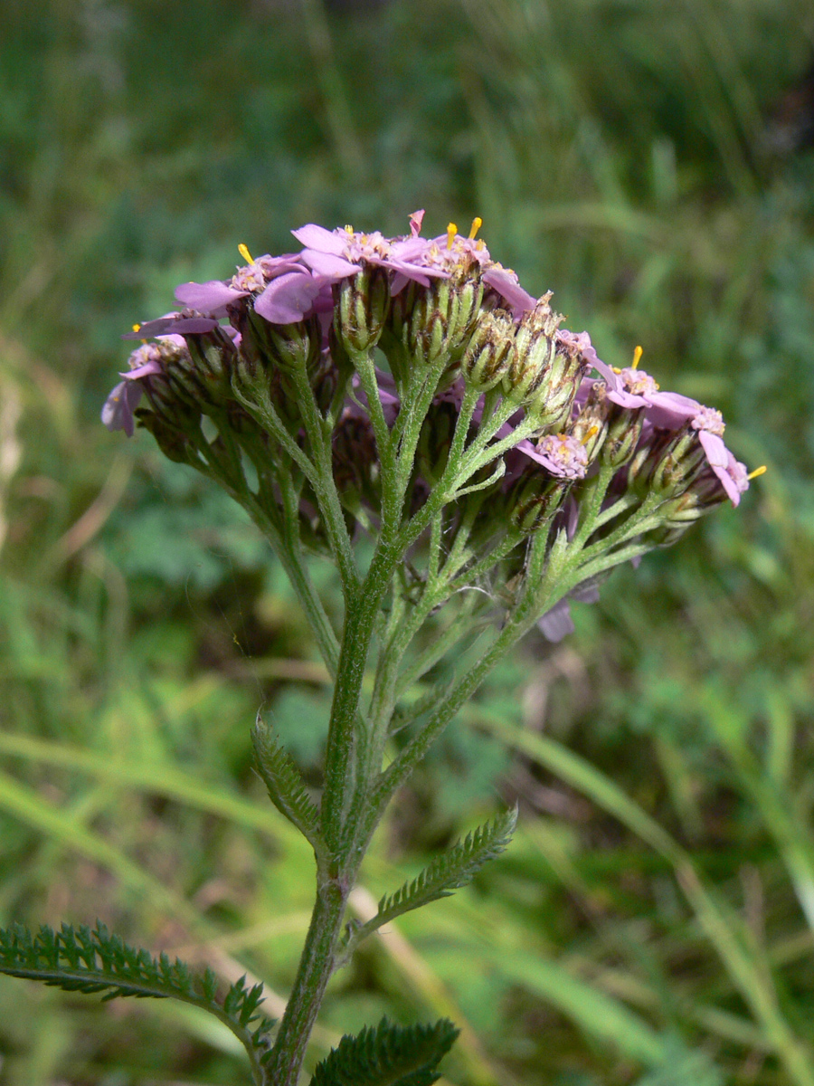 Image of Achillea millefolium specimen.