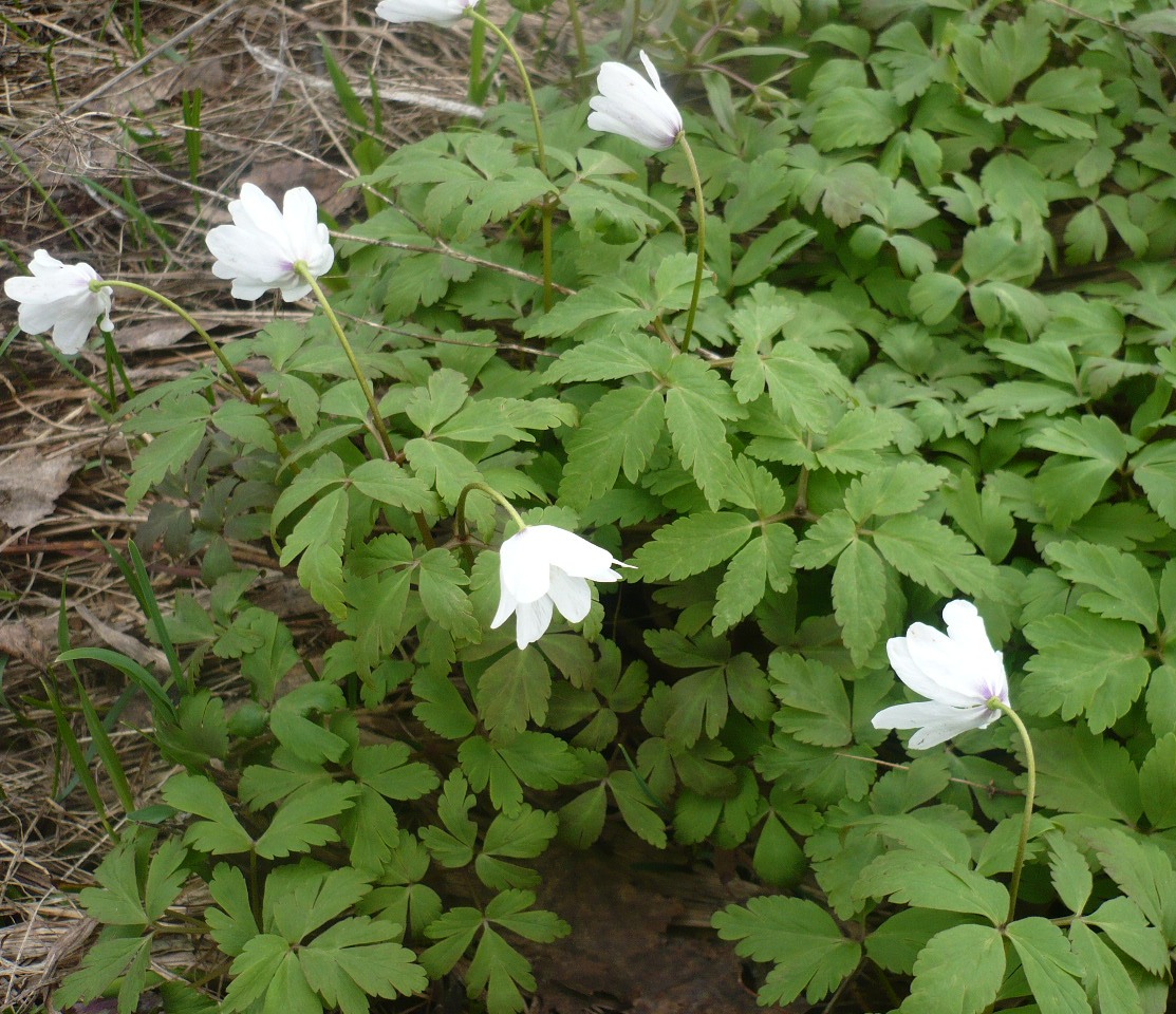 Image of Anemone altaica specimen.