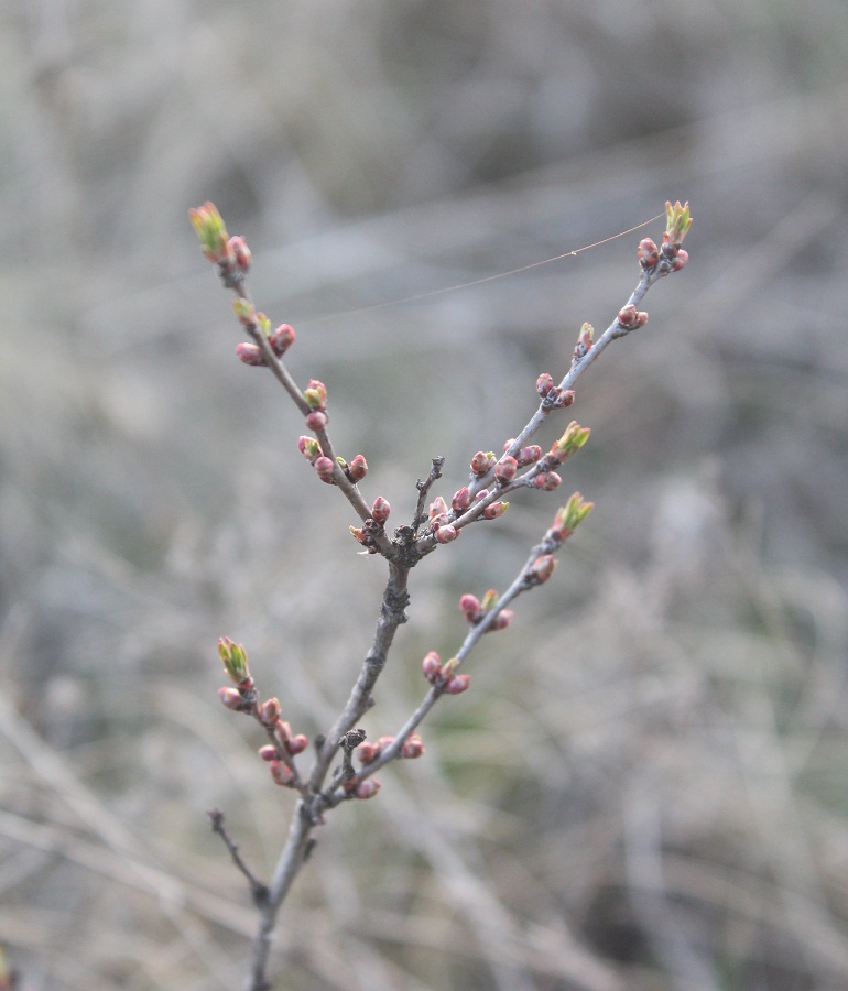 Изображение особи Amygdalus nana.