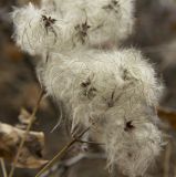 Clematis vitalba. Соплодия. Южный берег Крыма, окр. с. Малый Маяк; обочина дороги вдоль восточного склона г. Парагильмен. 16.11.2014.