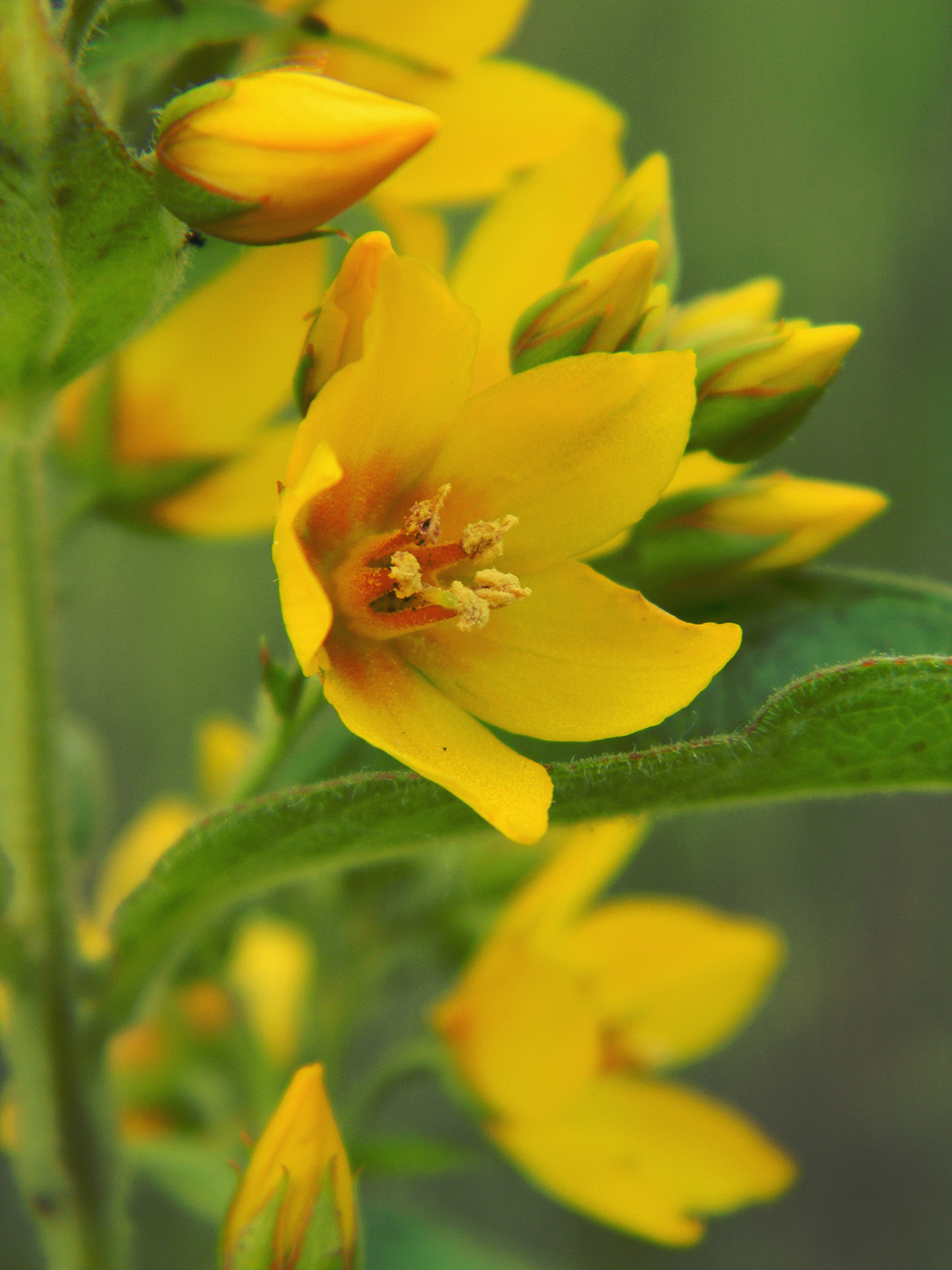 Изображение особи Lysimachia vulgaris.