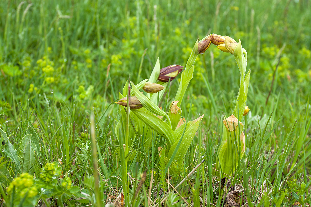 Изображение особи Cypripedium calceolus.