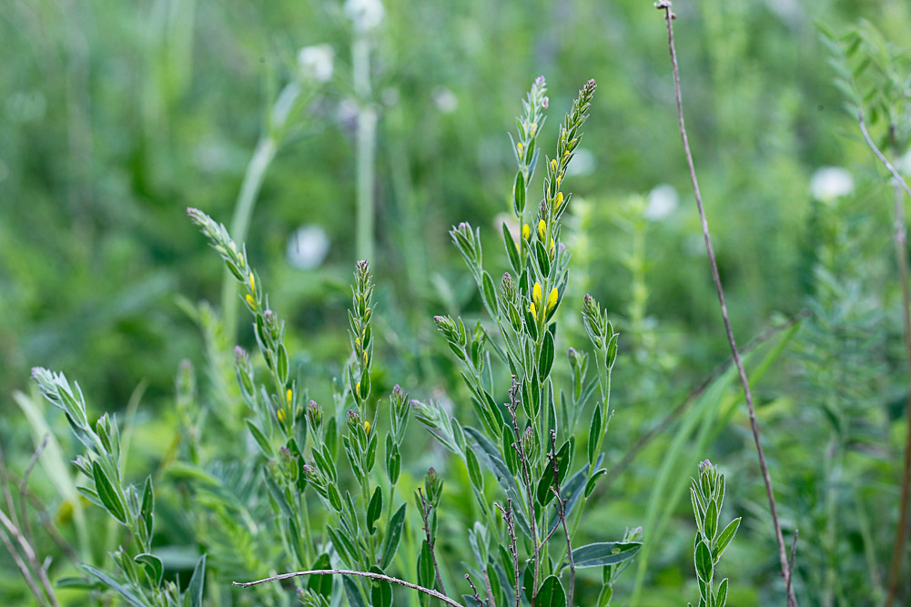 Image of Genista tinctoria specimen.