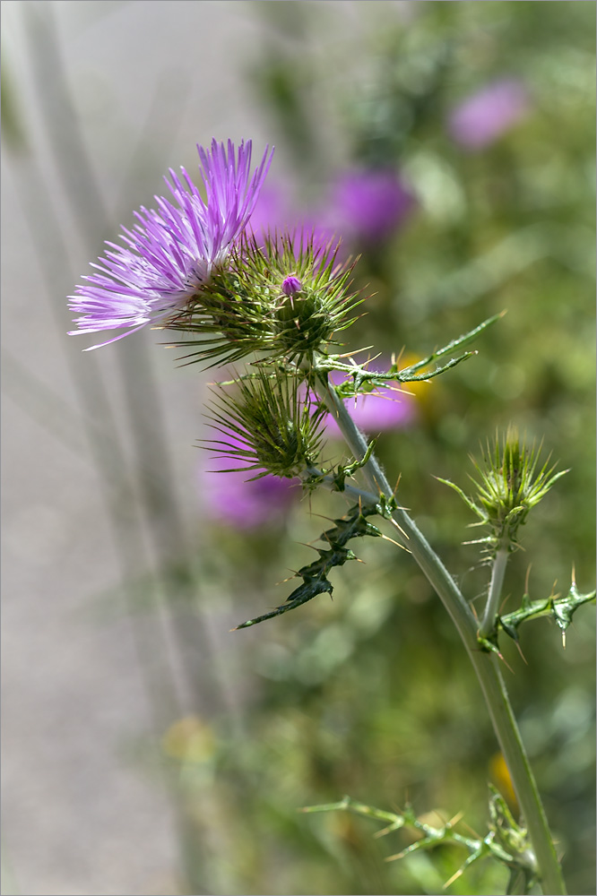 Изображение особи Galactites tomentosus.