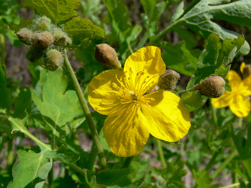 Image of Chelidonium majus specimen.