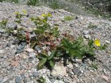 Potentilla asiatica. Цветущее растение. Казахстан, Сев. Тянь-Шань, Заилийский Алатау в окр. Алматы, Большое Алматинское ущ., выс. 2500 м н.у.м. 9 июня 2016 г.