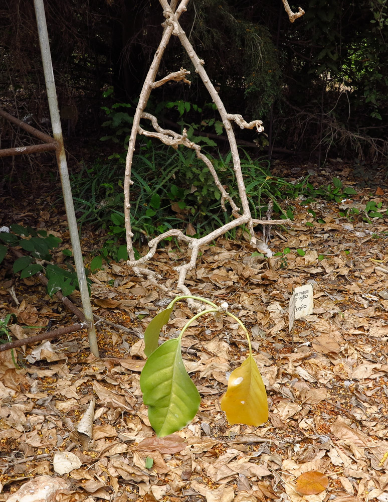 Image of Solandra maxima specimen.