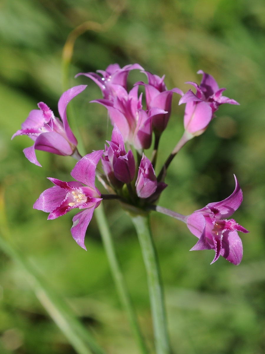 Image of Allium crispum specimen.