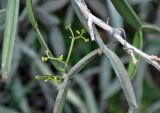 Cissus hamaderohensis. Часть побега с формирующимся соплодием. Сокотра, плато Хомхи, каменистый склон. 29.12.2013.