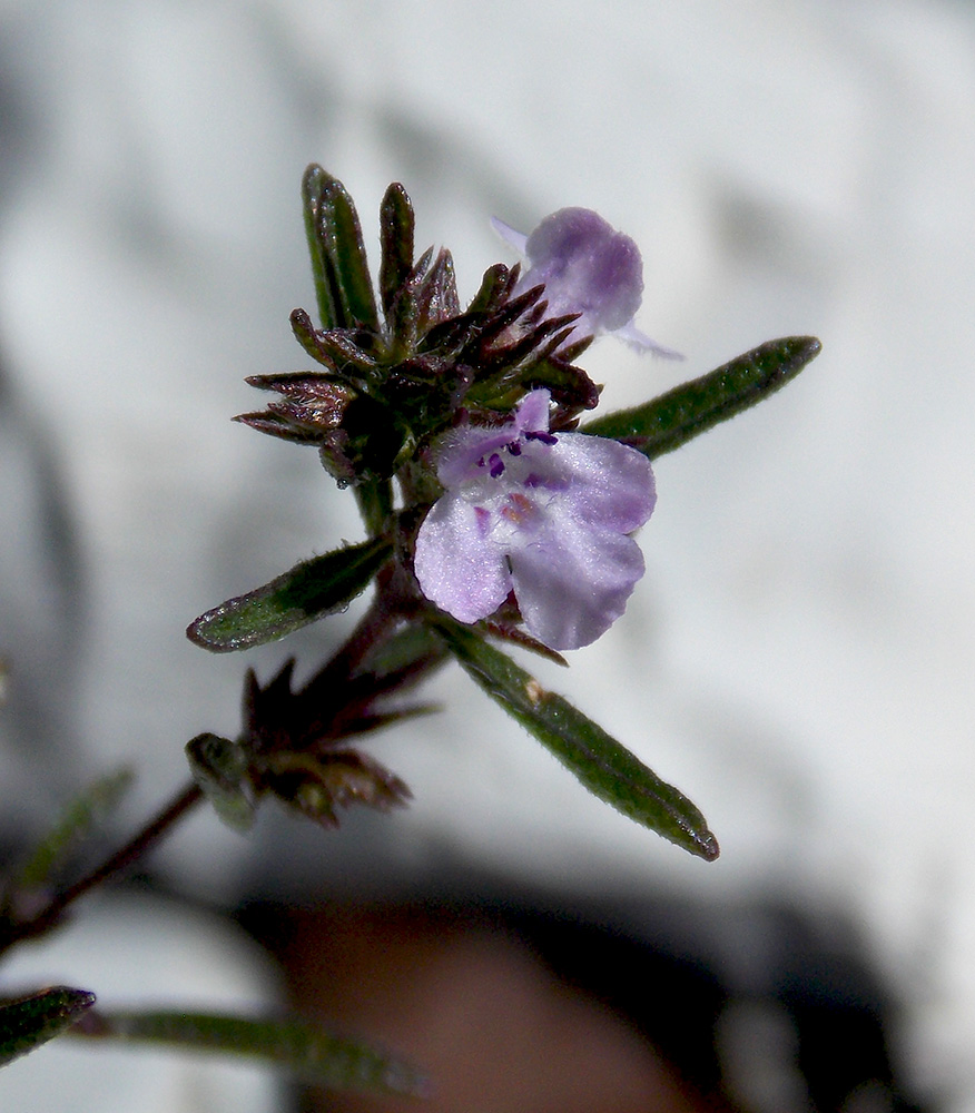 Image of Satureja hortensis specimen.