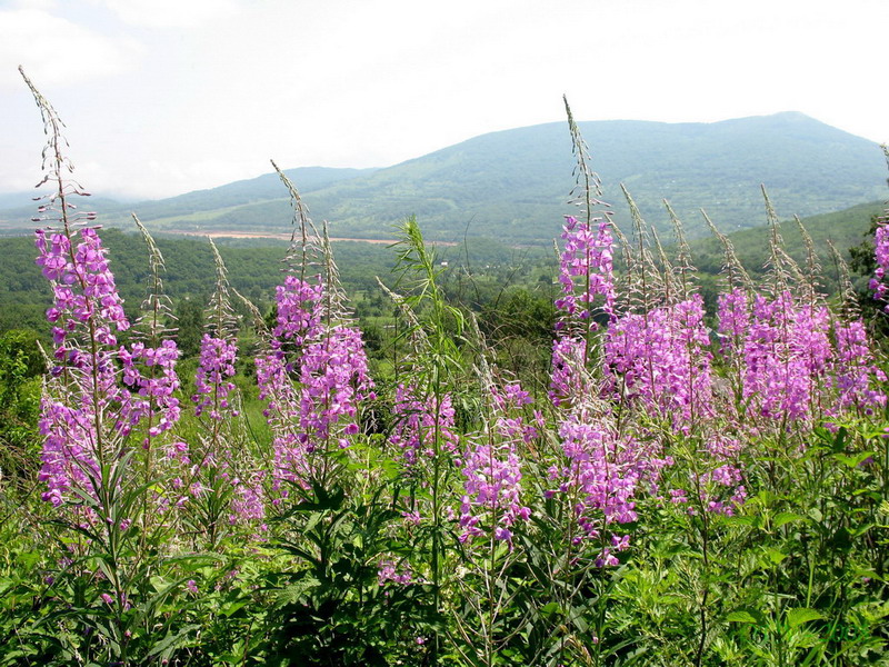 Image of Chamaenerion angustifolium specimen.