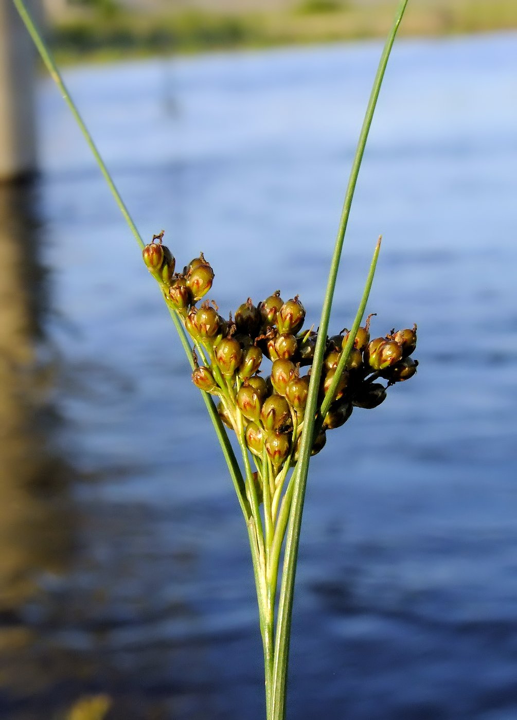 Image of Juncus gracillimus specimen.