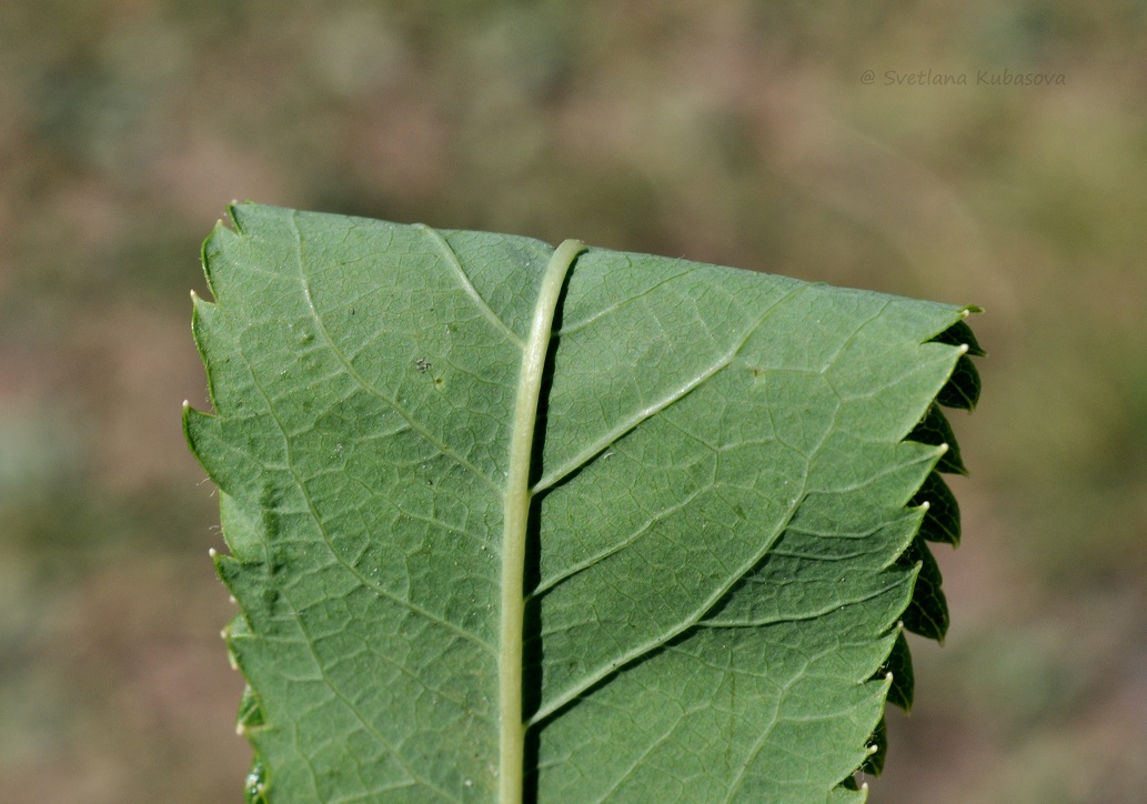 Image of Spiraea alba specimen.