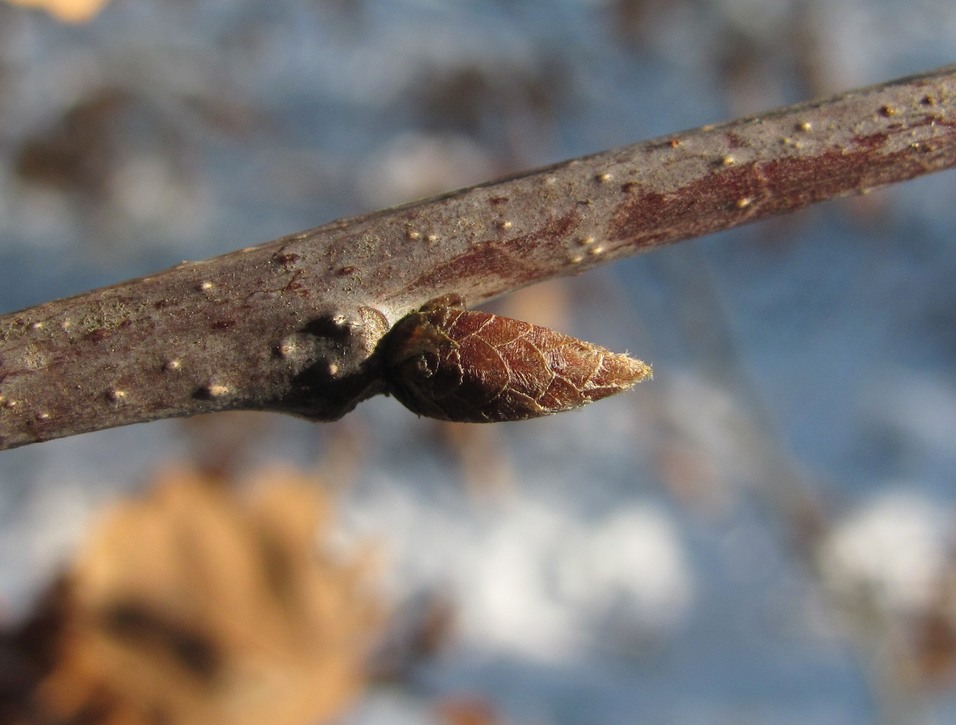 Image of Quercus petraea specimen.