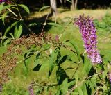 Buddleja davidii