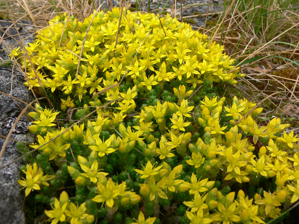 Image of Sedum acre specimen.