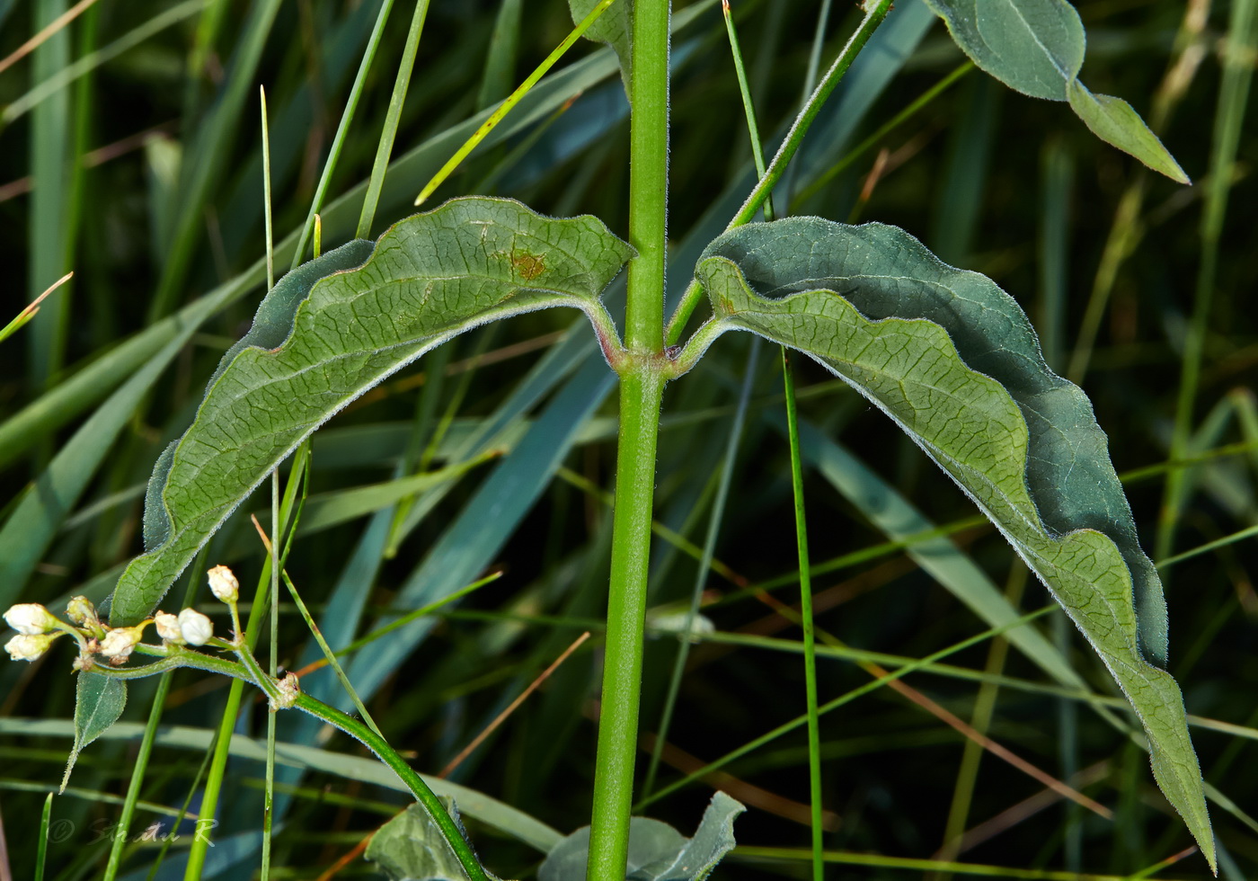 Image of Vincetoxicum hirundinaria specimen.