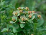 Euphorbia condylocarpa